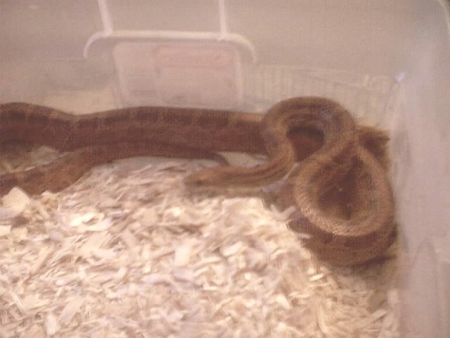 Corn Snake