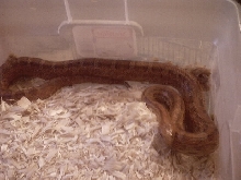 Corn Snake