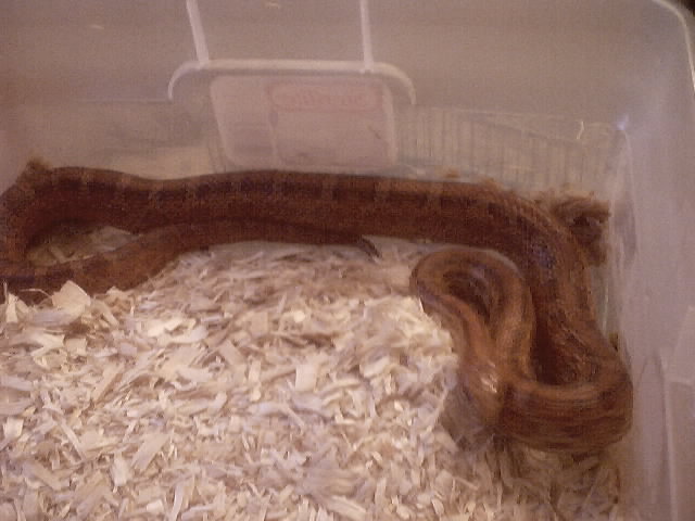 Corn Snake