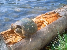 Turtle rescue
