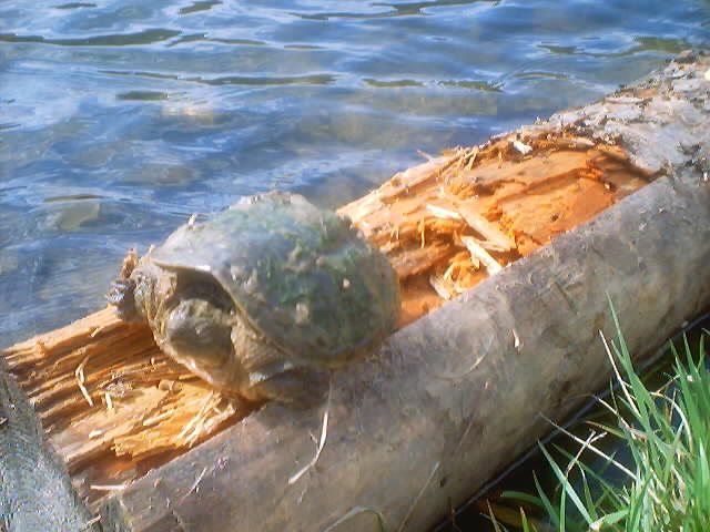 Turtle rescue