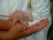 Hairless Rat
