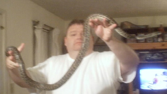 Haitian Boa climbing