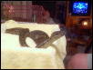 Haitian Boa