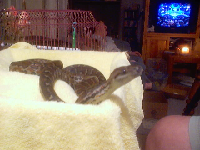 Haitian Boa