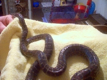 Haitian Boa