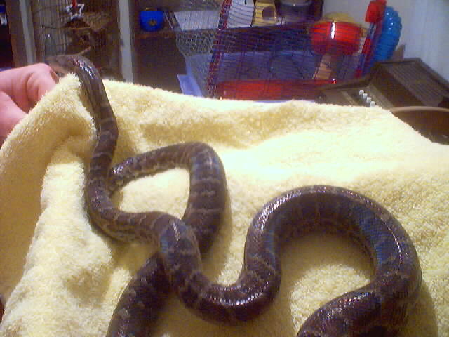 Haitian Boa