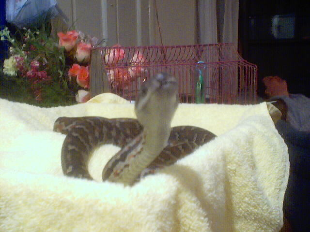Haitian Boa