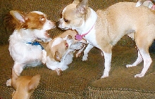 Playing Pups