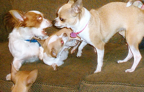Playing Pups