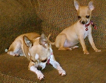 puppyplay