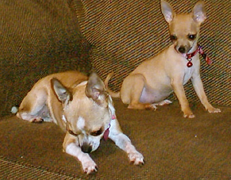 puppyplay