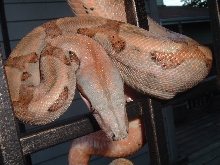 Hypo Hog