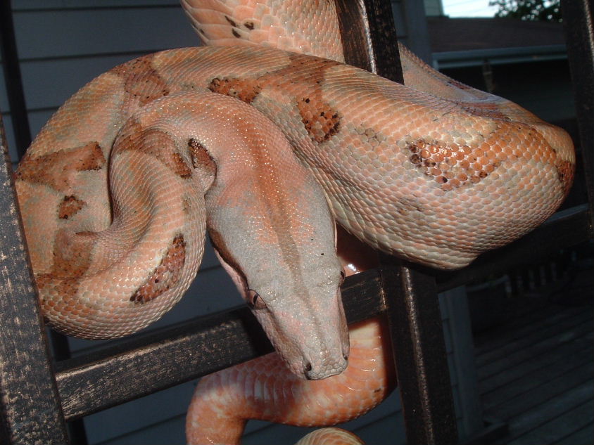 Hypo Hog