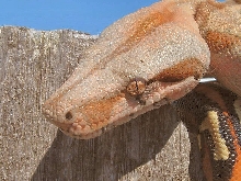 Hypo/Hogg male