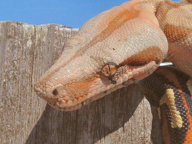 Hypo/Hogg male