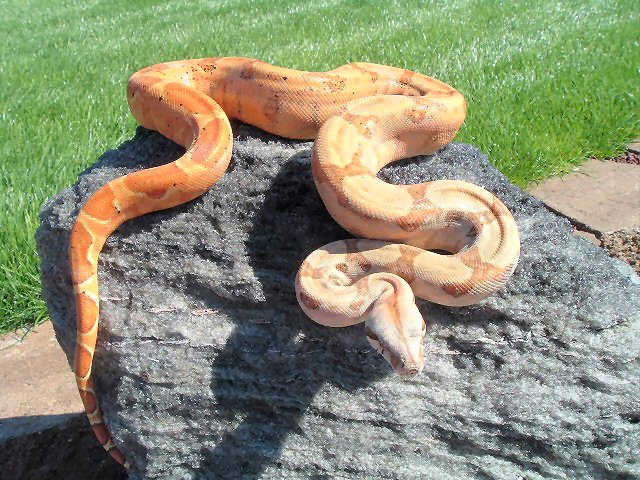 Hypo/Hogg Male