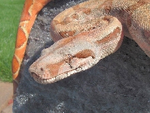 hypo/hogg male