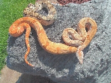HypoXHogg w/ normal