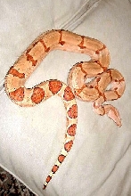 Cyndi -- '02 female.