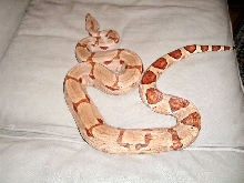 Cyndi -- '02 female