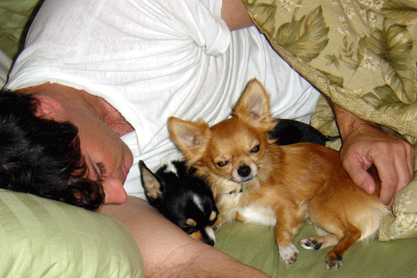 chis in bed 2