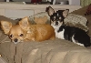 July 05 Puppers