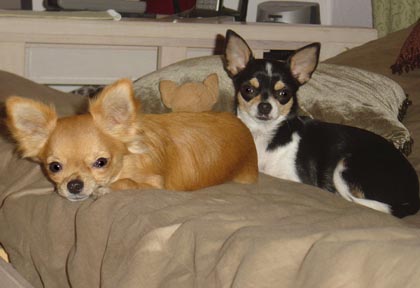 July 05 Puppers