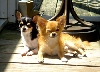 Kira & Baron Sun Bathe