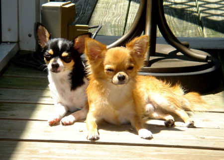 Kira & Baron Sun Bathe