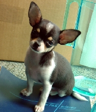 Kira at 10 weeks