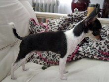 Kira's Body 18 weeks