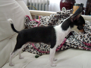 Kira's Body 18 weeks
