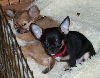 baron and his brother