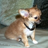 baron 10 weeks