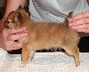 Baron stacked at 10 weeks