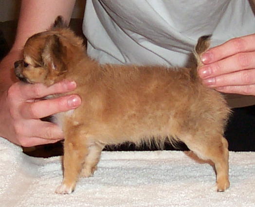 Baron stacked at 10 weeks