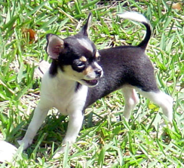 10weeks 1