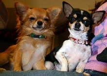 the pups in their holiday collars
