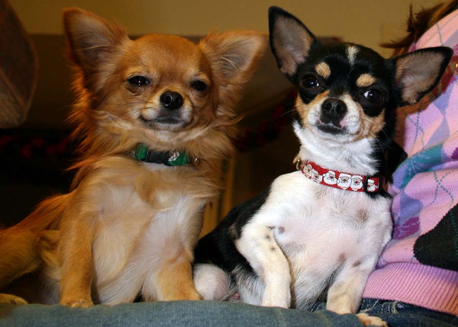 the pups in their holiday collars