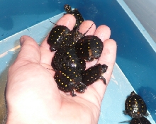 2009 Hatchlings