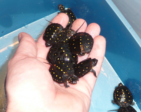 2009 Hatchlings
