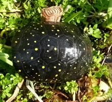 Adult Female