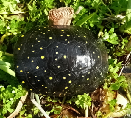 Adult Female