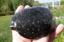 Adult male