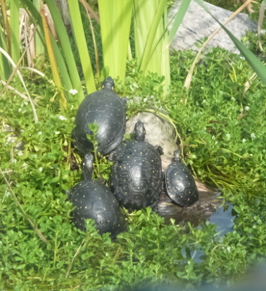 Adults in enclosure