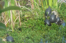 Adults in enclosure