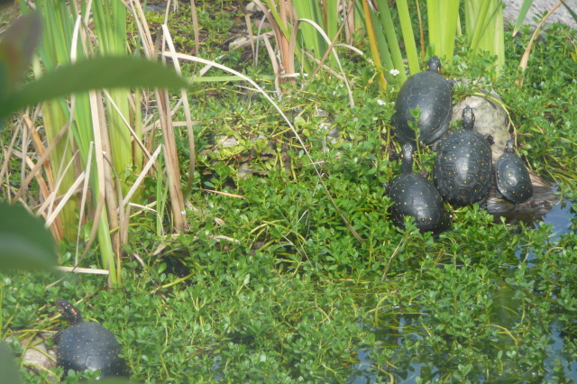 Adults in enclosure