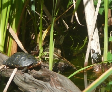Basking Female and Hatchling