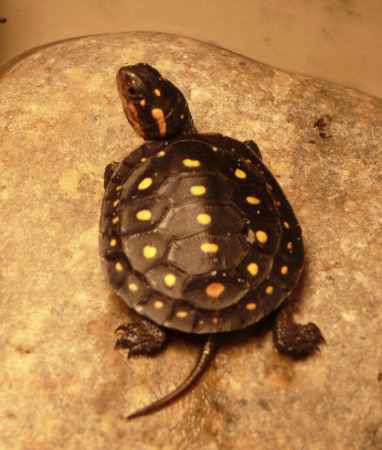 Great Spotted Baby